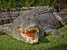 River home to 500 CROCODILES to host Olympic and Paralympic rowing and canoeing at 2032 Brisbane Games