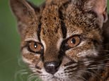 Little big cat is the first new feline species found in a century: Tiny Tilcayo is seen prowling around Bolivian cloud forest
