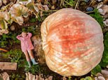 Don't squash me! Girl, five, is dwarfed by her grandfather's giant pumpkin one year after he and twin brother broke record