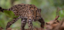 Bolivien: Erste neue Katzenart seit mehr als 100 Jahren entdeckt