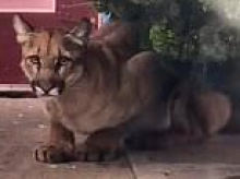 Mountain LION sparks chaos on busy San Francisco street as cops fumble bid to catch it