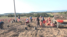 KROMPIRU ĆE SKOČITI CENA: Podbačaj prinosa širom Evrope i drastično smanjenje zasađenih površina u Srbiji ukazuju da će doći do poskupljenja
