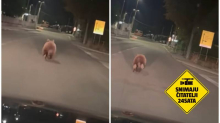 VIDEO Medvjed u Čavlima: 'Išao sam na posao, kad eto mede!'