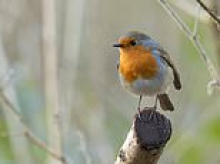 Not so reliant, Robins: Britons may see fewer redbreasts this Christmas as the long, hot summer has left them 'drought-exhausted'