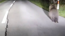 VIDEO Medo trčao cestom kod Ozlja: 'Čuli smo da su u šumi, ali nikada nisu došli bliže naselju'