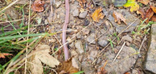 Badischer Riesenregenwurm im Schwarzwald: Klimakrise bedroht Existenz von seltenem Wurm