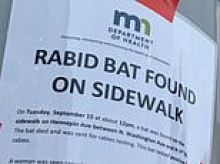 Woman seen picking up a rabid bat in Minneapolis sends city into a PANIC putting up flyers trying to find her