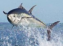 Now, for the first time in six decades, one of these magnificent tuna has been caught off our North Sea coast. TOM PARKER BOWLES salutes the return of the bluefin behemoths