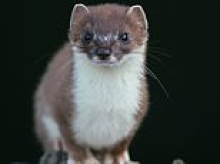 How £150,000 has been poured into the hunt for a single stoat... and it's still on the loose