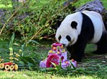 Celebrations all around! Giant pandas across the world celebrate their birthdays