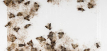 Lebensmittelmotten in der Küche: Was hilft? Mit diesen Tipps werden Sie die Insekten los
