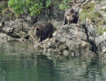 MEČE SNIMLJENO KAKO PRELAZI PUT: Ali u Staparima kod Užica to se stalno viđa! Meštani viđaju i mečke sa po dva-tri mečeta