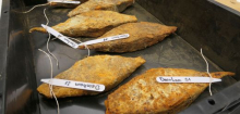 Österreich: Archäologen melden größten urgeschichtlichen Eisenfund Europas