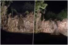 SABLASAN PRIZOR USRED NOĆI KOD ZLATIBORA: Vozač išao kroz šumu, ono što mu je IZLETELO IZ MRAKA ostavilo ga u čudu! Scena nije za ONE SA SLABIM SRCEM (VIDEO)