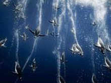 Revealed: The Bird Photographer of the Year winners - and the images that flew to the top slots