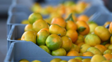 Počela berba mandarina u Opuzenu, u 2024. svaki Hrvat pojeo je po osam kilograma