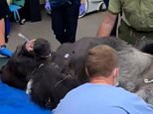 Monkey business! Incredible moment 21-year-old silverback gorilla named Bakari gets check up at Disney's Animal Kingdom