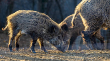 Divlje svinje uništavaju usjeve, poljoprivrednici traže rješenje: 'Štete su ogroman problem...'