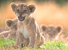 Five rare Northern African lion cubs explore their outdoor paddock at UK zoo for the first time