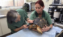 Veterinari protiv sidrenih cijena: 'Pravila se ne mogu jednostavno primijeniti'