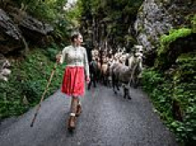 Wool done! Dozens of alpacas are herded down the Swiss mountains to their winter home