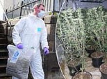 Dozens arrested as police smash cannabis farms in 'biggest ever human trafficking crackdown'