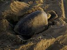 How eggs-citing! Rare sea turtle makes history as beachgoers spot her two nests