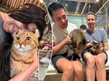 Pet rescue showcased its 'incredible' work in adorable photos of cute cats... but owners were hiding a terrifying dark secret