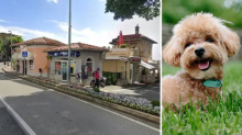 ANKETA Je li kazna od 3000 eura previsoka za vlasnika psa koji je usmrtio pudlicu?