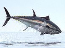 Incredible moment 7ft bluefin tuna leaps out of the sea as 'king of fish' stages comeback in British waters