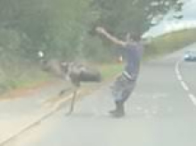 You picked on the wrong bird! Moment man grabs escaped emu and wrestles it to the ground - before the animal breaks free, headbutts him and runs off