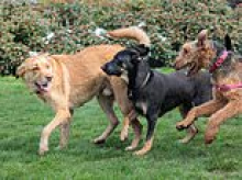 Dog out of control? You might now need to go on a course, just like drivers