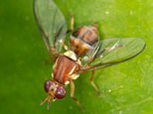 Thousands of Aussie homes to be quarantined for another six months in battle against destructive pest