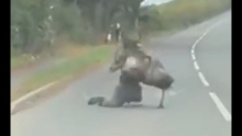 SNIMAK KOJI MORATE POGLEDATI: Čovek pokušavao da savlada odbeglu životinju, ali nije znao sa kim ima posla (VIDEO)
