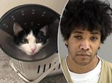 Vile fraudster, 27, who tortured cats for Instagram and TikTok donations gets largest-ever penalty in Virginia history after internet sleuths from France led police to his door