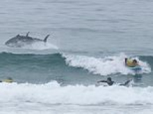 Moment huge bluefin tuna leaps out the sea just feet away from stunned surfers