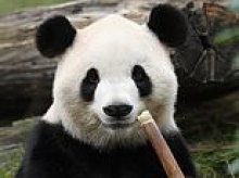 Adorable giant pandas Ping Ping and Fu Shuang touch down in America after being gifted by Xi Jinping