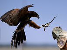 One of Ford's most important car factories is being protected by a two-foot-tall HAWK with a very appropriate name