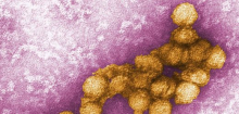 West-Nil-Virus: Fast 1600 Personen in Europa infiziert – nicht auf Auslandsreisen