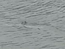 Moment shark swims through streets of flooded New Jersey suburb after monster nor'easter
