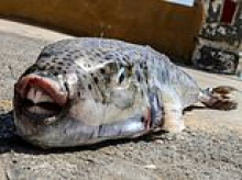 British tourist is rushed to hospital after being 'bitten by toxic pufferfish' as species wreaks havoc on Greek island
