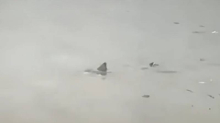 VIDEO SKORO K'O SHARKNADO Morski pas pliva kroz poplavljenu ulicu New Jerseyja