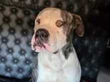 A truckie rescued Tank the American Bulldog from the outback... he's fighting to get him back after a rescue group took the foster dog away