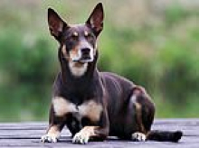UK tourist is accused of drowning and beating a puppy to death in Australia