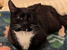 RSPCA told to let 79-year-old woman see body of her disabled cat after it died in foster care following police raid to 'rescue it' - as she sues charity for £500,000