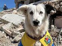 Puppy love! Statue honouring brave dog named Tsunami who helped rescue trapped victims after Venezuela earthquake is unveiled