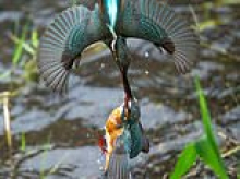 Fight or flight! Two kingfishers lock beaks as they battle mid air