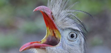 Brasilien: So schreien die lautesten Vögel der Welt