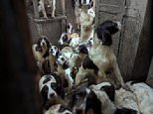 Moment 80 springer spaniels are found starving and cowering in filth inside children's social worker's home - as he faces jail