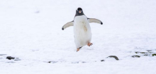 Pinguine: Forscher identifizieren neue Art auf »Inseln der Trostlosigkeit«